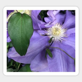 Purple Clematis the Tender Celestial Climber Sticker